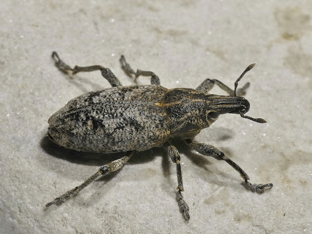 Cleonis pigra - Curculionidae